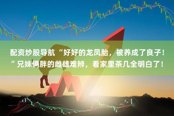 配资炒股导航 “好好的龙凤胎,被养成了良子!”兄妹俩胖的雌雄难辨,看家里茶几全明白了!
